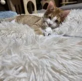 マンチカン(長足)【福岡県・男の子・2023年7月3日・レッドタビーホワイト】の写真1