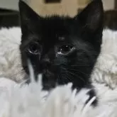 マンチカン(短足)【福岡県・男の子・2024年2月6日・ブラックスモーク】の写真1