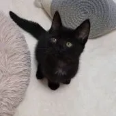 マンチカン(長足)【福岡県・男の子・2020年9月14日・ブラックスモーク】の写真1