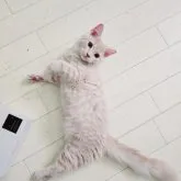 マンチカン(長足)【福岡県・男の子・2023年4月18日・クリームタビー】の写真1