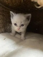 マンチカン(長足)【福岡県・男の子・2020年12月8日・ブルーポイントアンドホワイト】の写真2