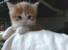 マンチカン(長足)【福岡県・男の子・2020年9月22日・レッドタビーアンドホワイト】の写真2