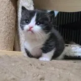 マンチカン(短足)【福岡県・男の子・2022年12月12日・ブラック&ホワイト】の写真3