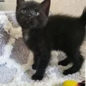 マンチカン(長足)【福岡県・男の子・2020年9月14日・ブラックスモーク】の写真3