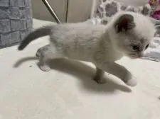 マンチカン(長足)【福岡県・男の子・2020年12月8日・ブルーポイントアンドホワイト】の写真3