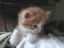 マンチカン(長足)【福岡県・男の子・2020年9月22日・レッドタビーアンドホワイト】の写真3