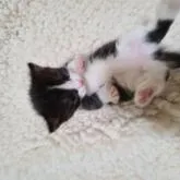 マンチカン(短足)【福岡県・男の子・2022年12月12日・ブラック&ホワイト】の写真4