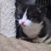 マンチカン(短足)【福岡県・男の子・2022年12月12日・ブラック&ホワイト】の写真5