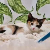 マンチカン(長足)【福岡県・女の子・2022年12月12日・キャリコ】の写真5