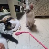 マンチカン(長足)【福岡県・男の子・2023年1月23日・シールトーティーリンクスホワイト】の写真5