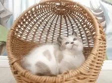 マンチカン(長足)【福岡県・女の子・2025年9月13日・ライラックホワイト】の写真10