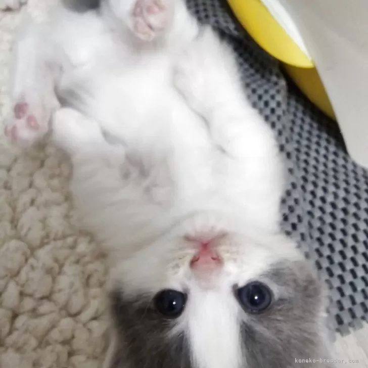 ID：2510-00777の子猫