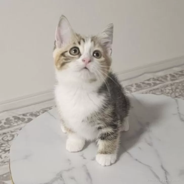 ID:2505-03432の子猫
