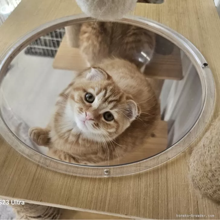 ID:2412-02640の子猫