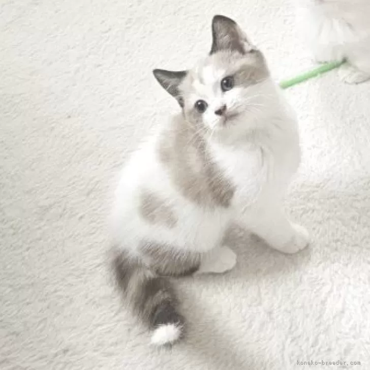 マンチカン(長足)【福岡県・女の子・2025年9月13日・ライラックホワイト】の写真1