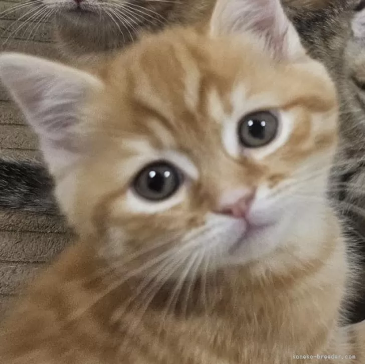 ID:2412-02161の子猫