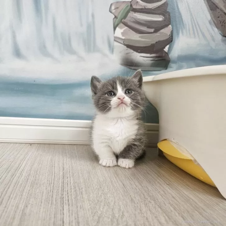 ID：2505-03605の子猫