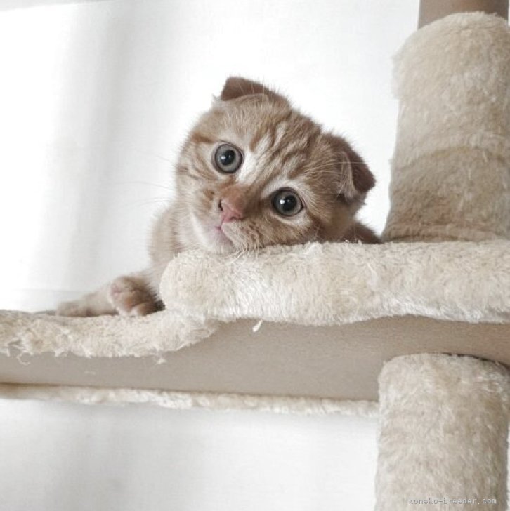 ブリーダー画像