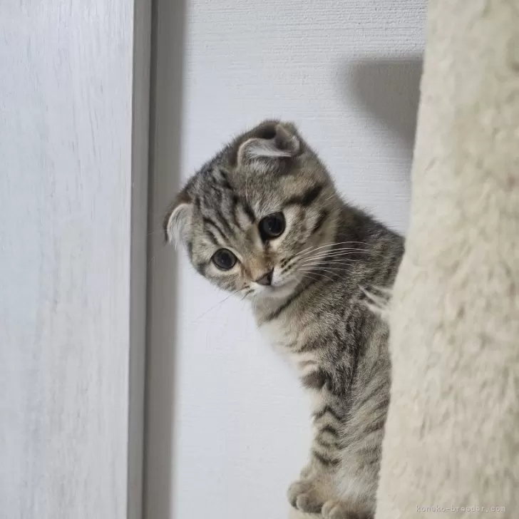 ID:2501-00003の子猫