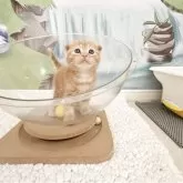 マンチカン(長足)
