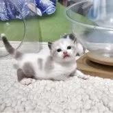 マンチカン(長足)