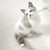 マンチカン(長足)