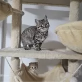 マンチカン(長足)【福岡県・女の子・2024年11月18日・ブラウンパッチドタビー】の写真1