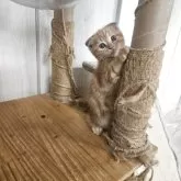 マンチカン(長足)【福岡県・男の子・2025年9月1日・レッドタビー】の写真2