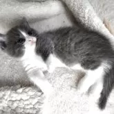 マンチカン(短足)【福岡県・男の子・2025年4月23日・ブルータビーホワイト】の写真6