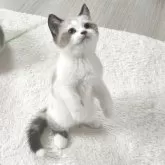 マンチカン(長足)【福岡県・女の子・2025年9月13日・ライラックホワイト】の写真3