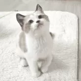 マンチカン(長足)【福岡県・女の子・2025年9月13日・ライラックホワイト】の写真4