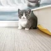 マンチカン(短足)【福岡県・男の子・2025年4月23日・ブルータビーホワイト】の写真2