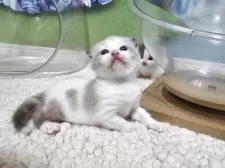 マンチカン(長足)【福岡県・女の子・2025年9月13日・ライラックホワイト】の写真6