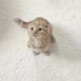 マンチカン(長足)【福岡県・男の子・2025年9月1日・レッドタビー】の写真7