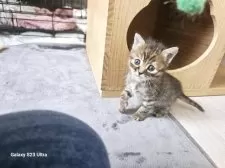 マンチカン(長足)【福岡県・女の子・2024年11月18日・ブラウンパッチドタビー】の写真8