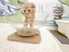 マンチカン(長足)【福岡県・男の子・2025年9月1日・レッドタビー】の写真8