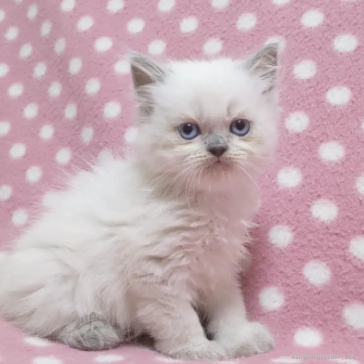 ID：2307-01583の子猫