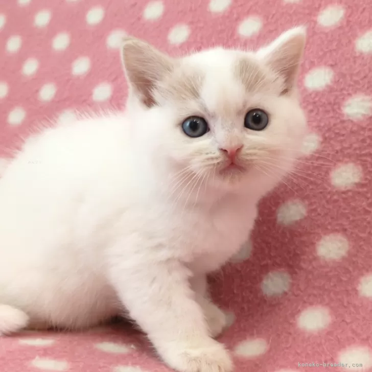 ID:2412-01141の子猫