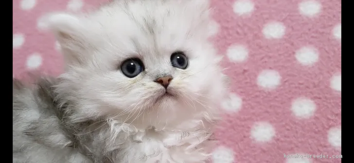 ID：2101-01159の子猫