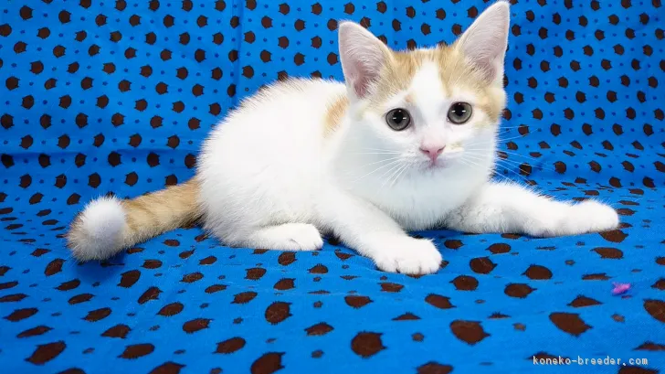 ID:1704-00776の子猫