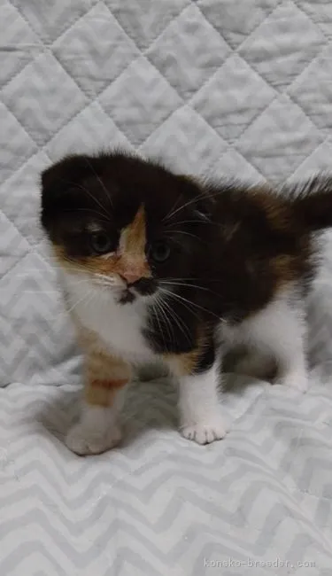ID:1609-00796の子猫