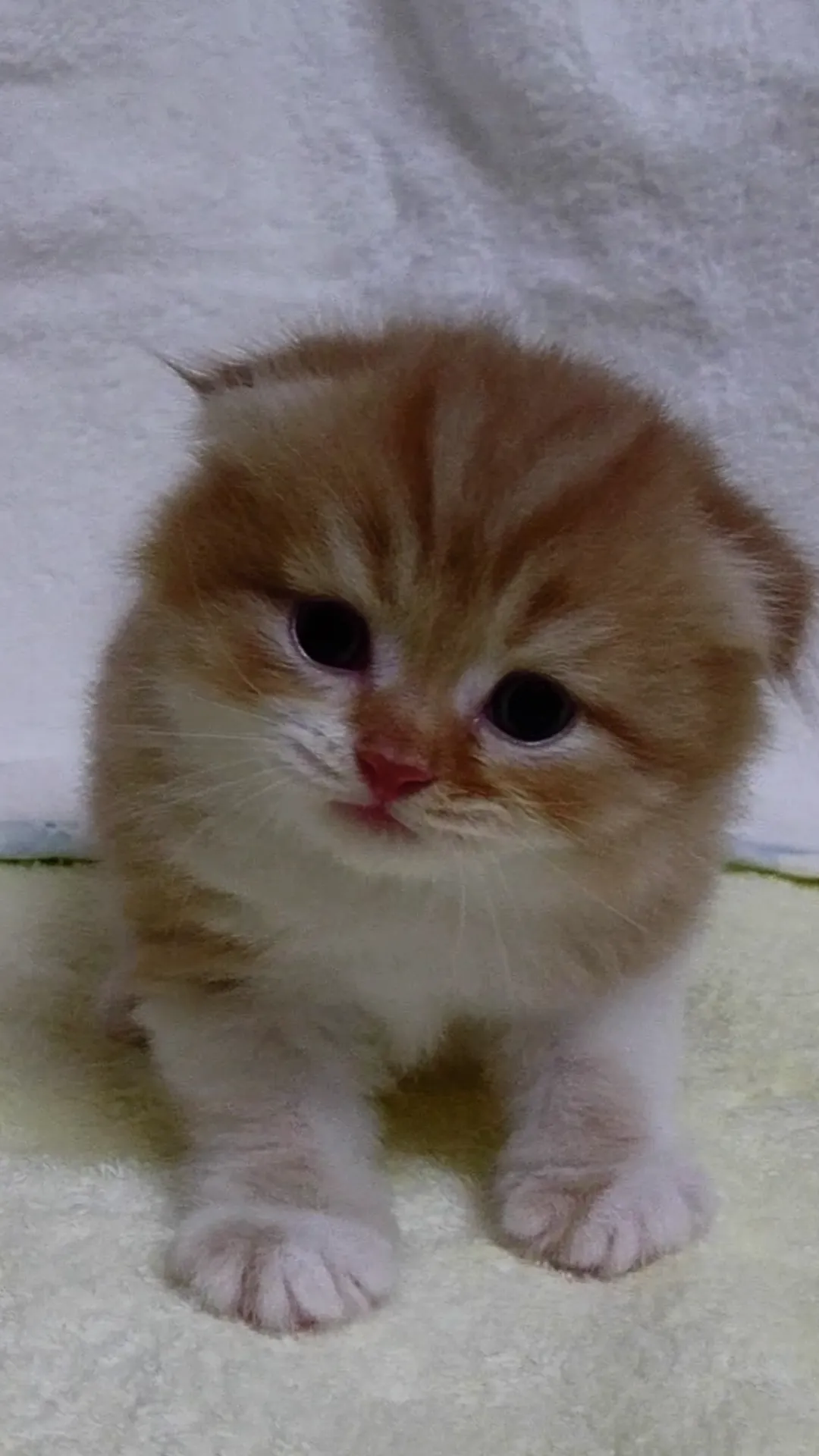 ID:1609-00714の子猫