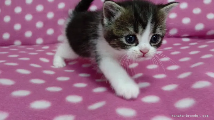 ID：1612-00290の子猫