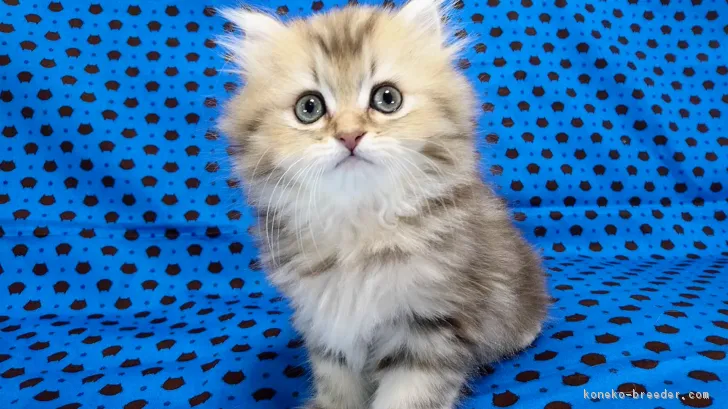 ID:1705-00920の子猫