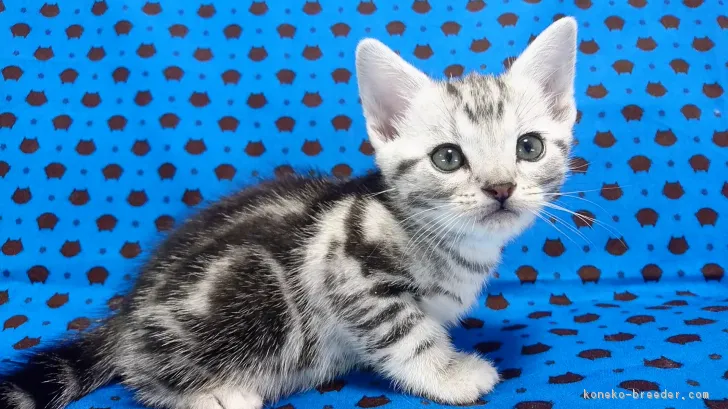 ID:1710-00619の子猫