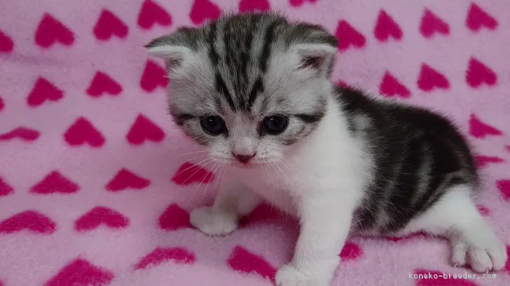 ID:1612-00348の子猫