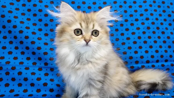 ID:1704-00866の子猫