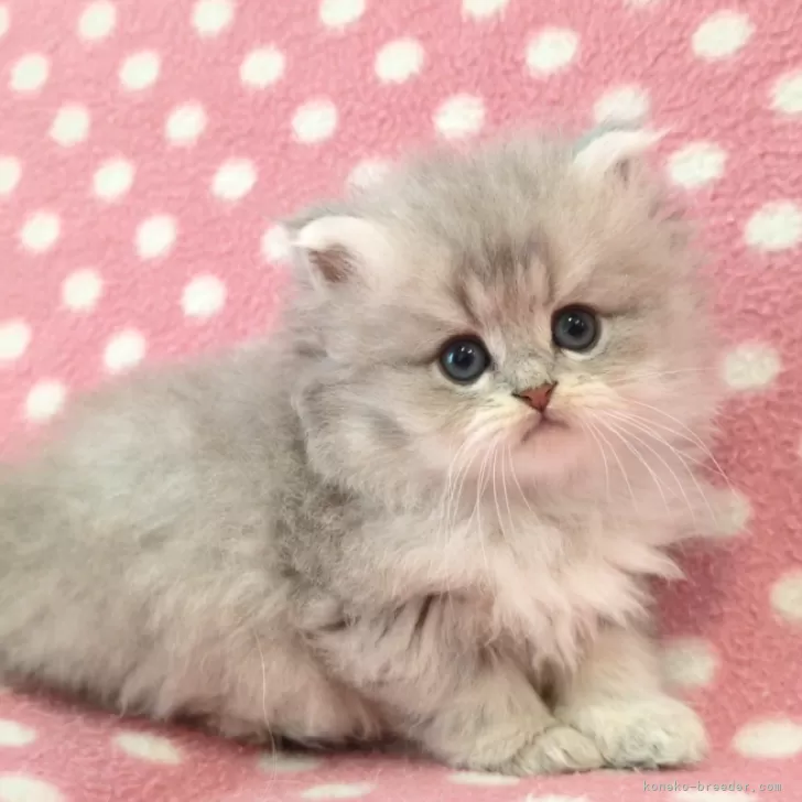 ID:2412-00216の子猫