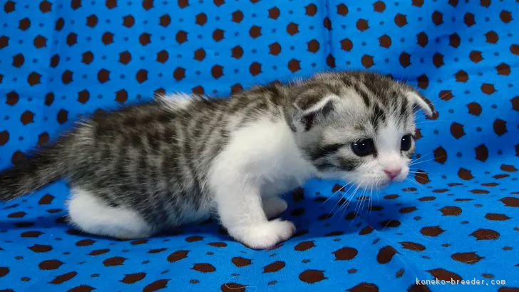 ID：1704-00778の子猫