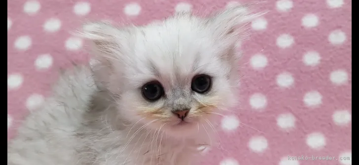 ID:2111-00078の子猫